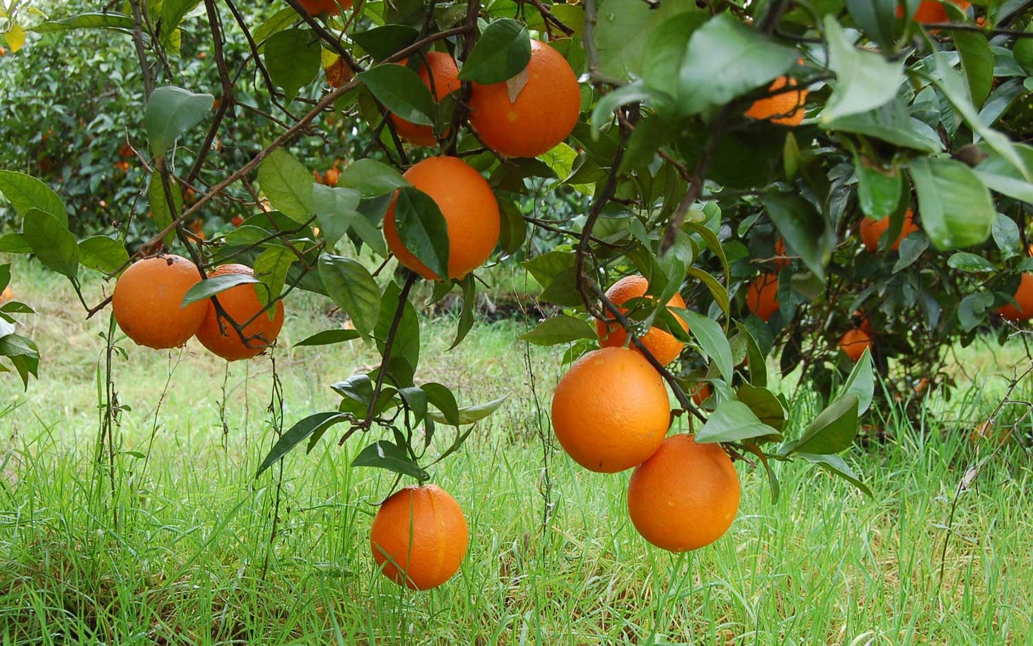 naranjas