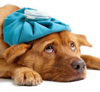11 cosas que hacemos los humanos y los perros odian