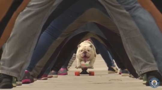 ¡Perro bulldog skater establece Récord Mundial Guinness!