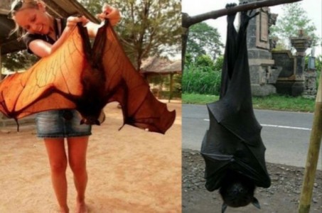 25 fotos de animales aterradores de Australia que te pondrán los pelos de punta