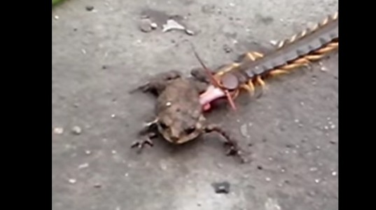 ¡Wow! ¡Este ciempiés intenta comerse a una rana!
