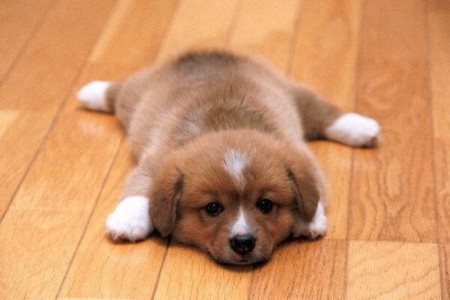 ¿Por qué los cachorros adorables pueden hacernos sentir violentos?