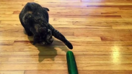 ¡No asustes a tu gato con un pepino! Mira por qué