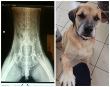 ¡Este perro sobrevive 50 disparos! ¡Increíble!