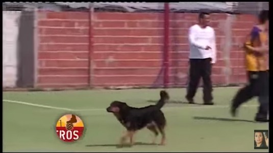 Mira este grandioso gol.. ¡anotado por un perro!