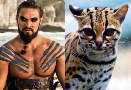 Si el elenco completo de Game of Thrones fuera de gatos…