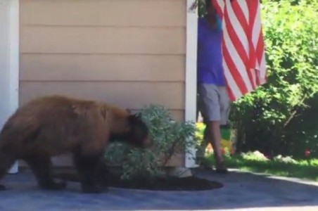 Hilarante encuentro entre un oso y un hombre. ¡Tienes que verlo!