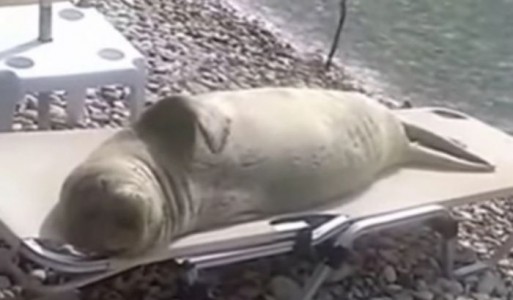 ¡EN VIDEO! Graciosísimo lobo marino toma sol y se relaja en una tumbona.
