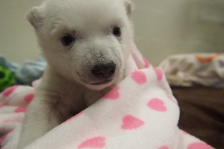 Adorable oso de dos meses en un Zoológico en Toronto te derretirá el corazón