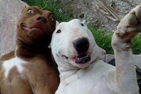 Estos perros sí que son expertos tomándose ‘selfies’