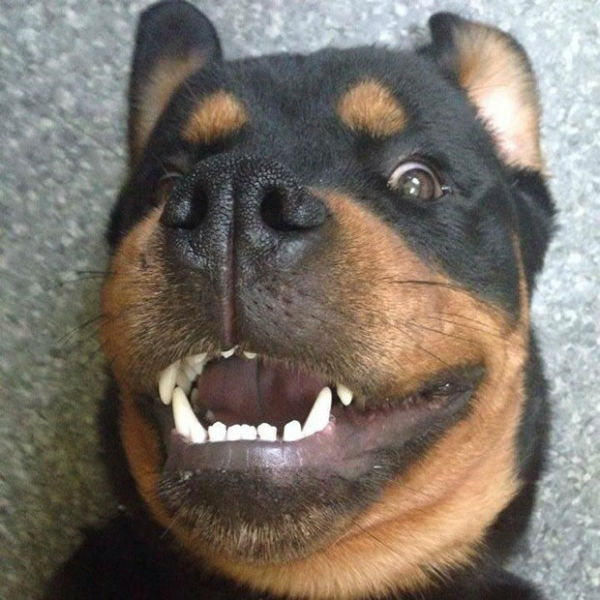 selfie perro
