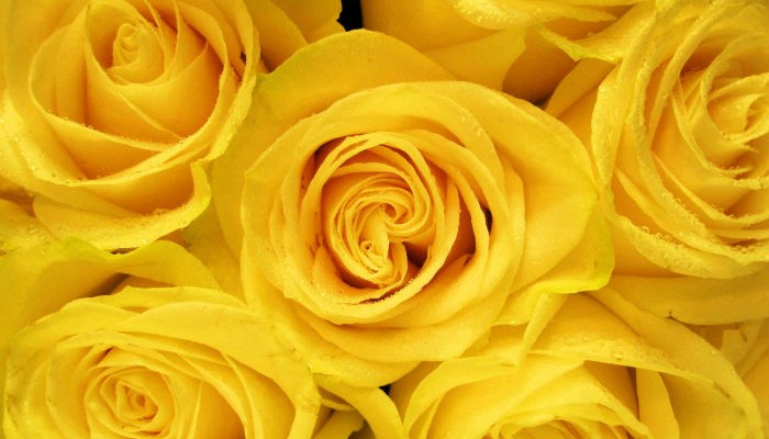 yellow-roses-wallpaper-2