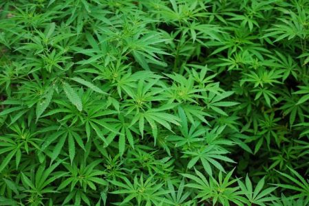 México venderá Space Cakes, bebidas de cannabis y lápiz labial de marihuana