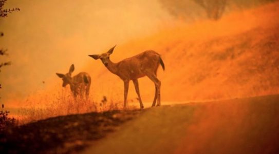 El incendio de California ya es el mayor en toda su historia