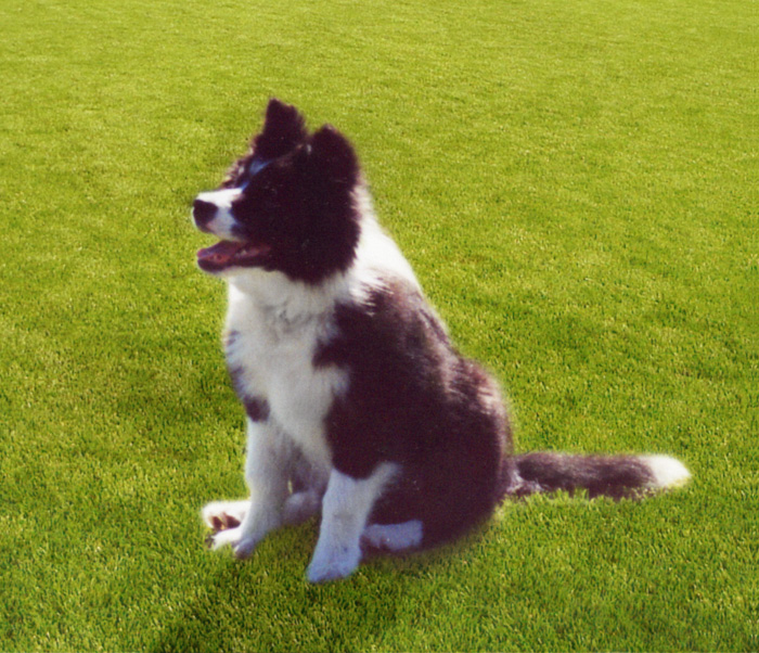 bordercollie1