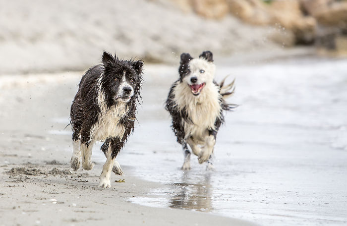 bordercollie4