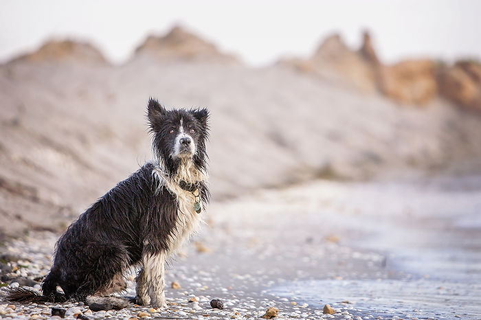 bordercollie5