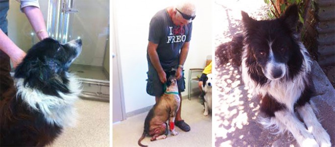 ¡Un perro perdido desde hace 7 años reaparece frente a sus dueños!