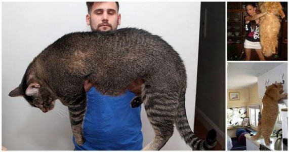 20 gatos gigantes que claramente ya no son mininos