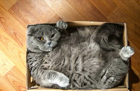 ¡Qué gracioso! 15 gatos que desean entrar en cajas muy pequeñas