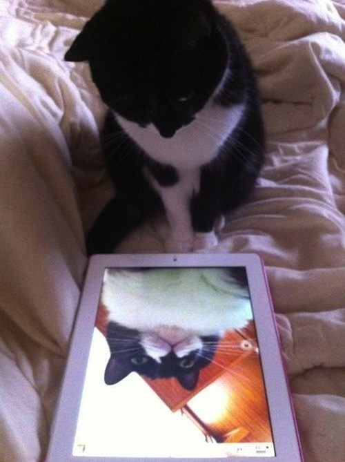Gatos 5