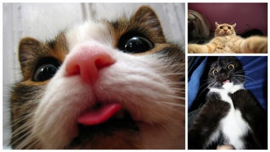¡Los 11 gatos que también son fanáticos de los “Selfies”!