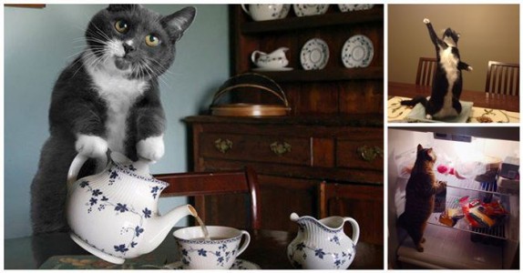 Muy gracioso. ¡20 gatos que se creen humanos!