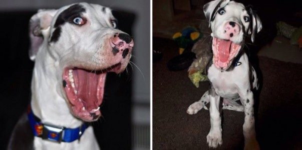 Conoce a Mutka, ¡el perro de las mil caras!