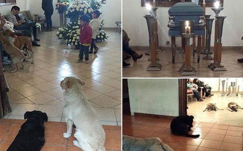 Un grupo de perros llega inesperadamente al funeral de su cuidadora ¡Increíble!