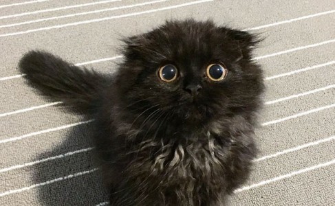 Conoce a Gimo, el gato con ojos más grandes que los de un búho
