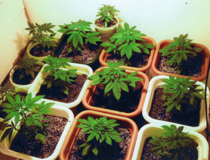 Plantacja