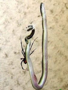 araña vs serpiente 2