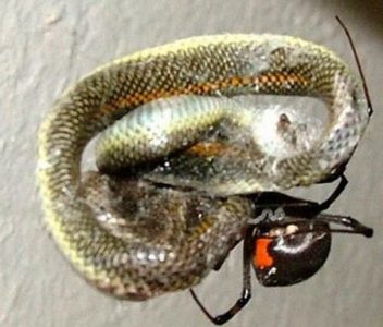 araña vs serpiente 3