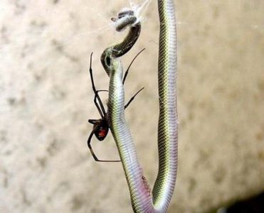 araña vs serpiente