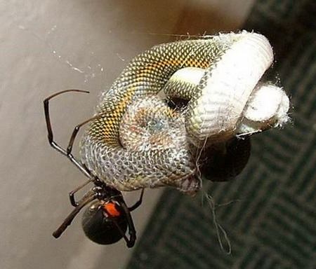 Horrible pelea entre una enorme araña y una serpiente