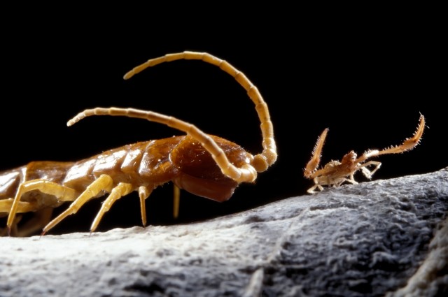 Mira las extrañas especies encontradas en una cueva aislada por más de cinco millones de años