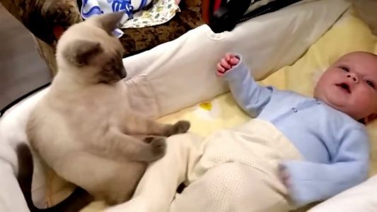 Mira lo que hace este gato mientras una mamá trata de calmar a su bebé