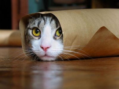¡Lo que diría tu gato si pudiera hablar! ¡Te vas a morir de la risa!