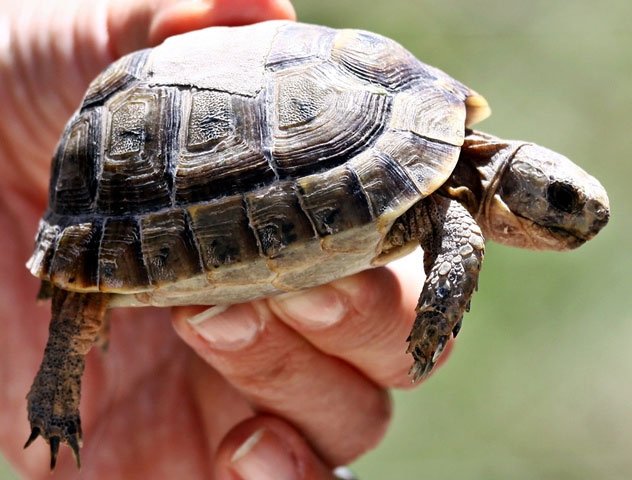 ¡Insólito! Tortuga aterriza en los pies de un hombre al caer del maletero de un avión