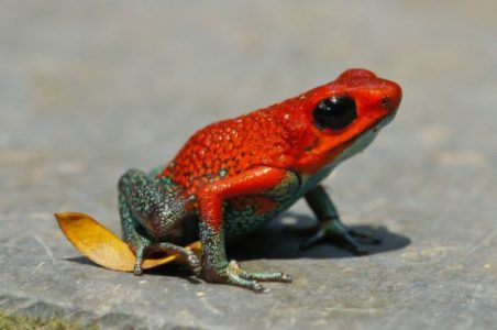 Los 10 animales más venenosos del planeta