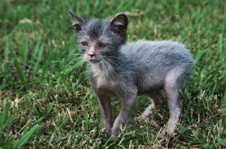 gato-lobo 1