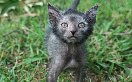 gato-lobo