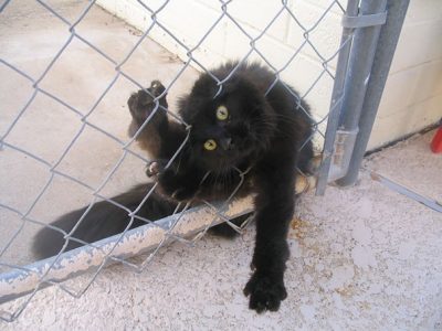 24 ocurrentes gatos en las situaciones más divertidas jamás imaginadas