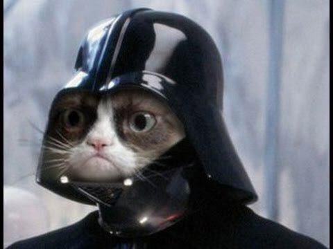 El twitter se inunda de gatos en Bélgica para despistar a terroristas