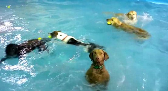 ¿Socialmente torpe o adorable? Conoce a la perra que no nada en la piscina