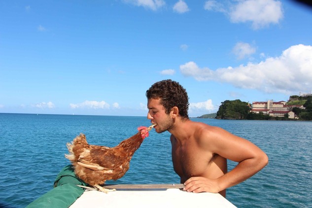 Conoce a la famosa gallina que ha viajado por el mundo