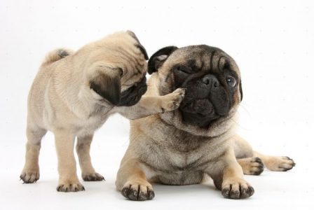 10 razas de perros perfectas para hacerte compañía en un apartamento