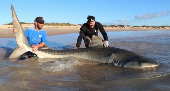 ¡Terrible! Sacaron del mar a 10 tiburones sólo para tomarse fotos con ellos
