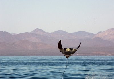 estudiantes nadaron con mantas rayas 2