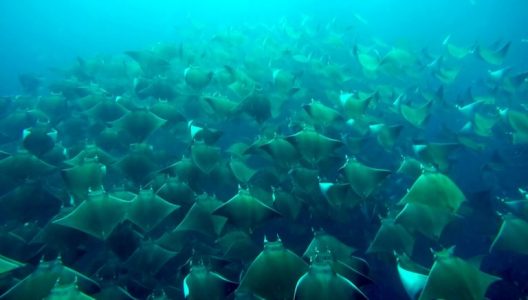 estudiantes nadaron con mantas rayas